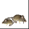 Мелкие Крысы